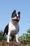 BOSTON TERRIER 011